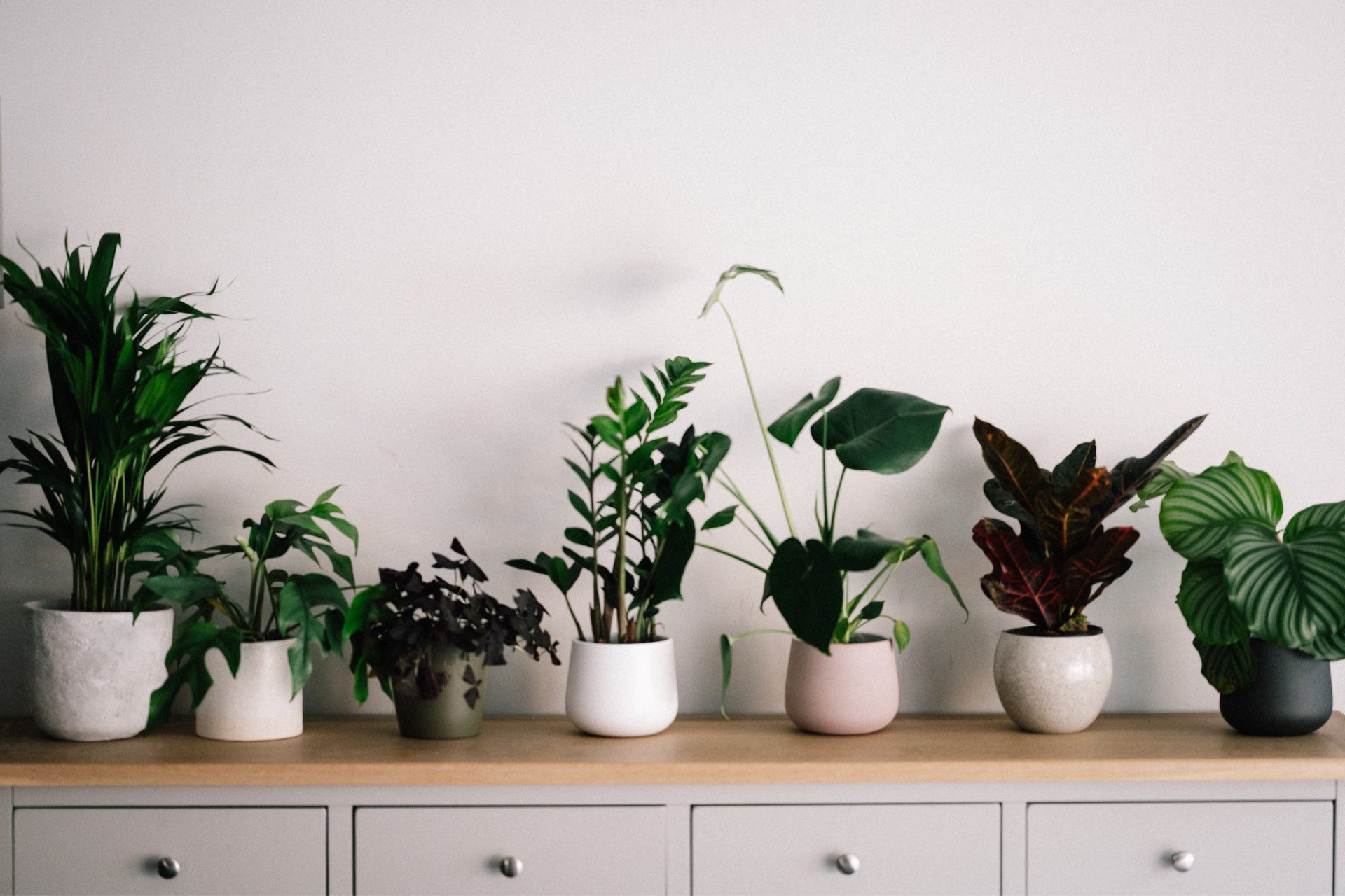 Add These Apartment-Friendly Houseplants to Your Must-Grow List